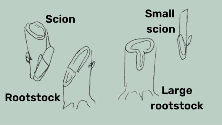 Grafting - Hand drawn examples of scion and rootstock