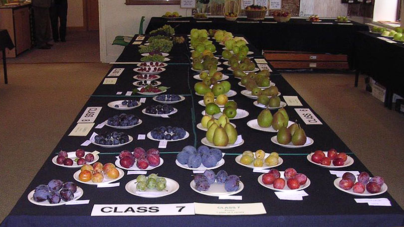 Selection of fruit on display (Class 7) at the NFG Fruit Show