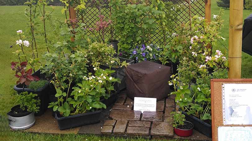 Grow Fruit In Containers Growing Fruit Trees In Containers YouTube