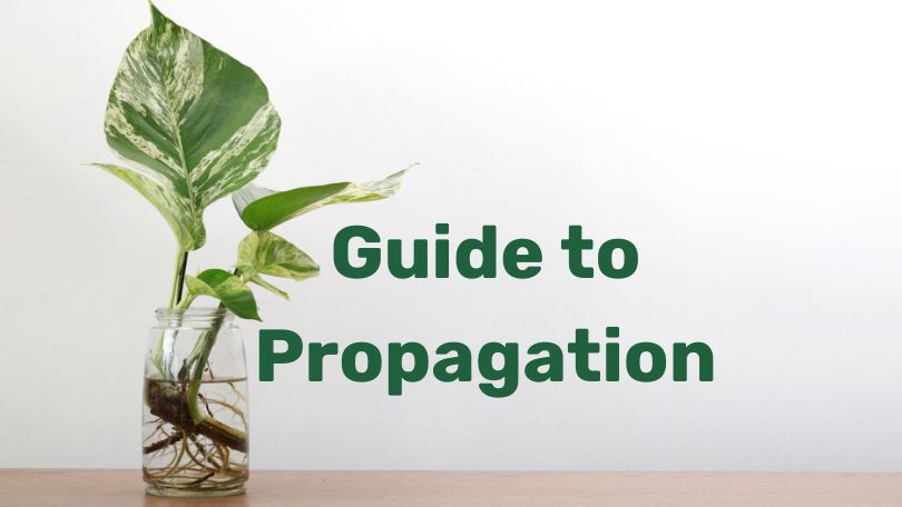 Propagation