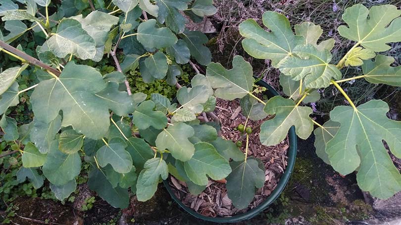 Young fig plants in pots